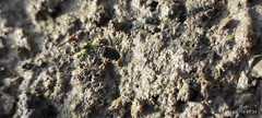 Ochteridae