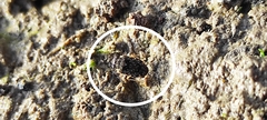 Ochteridae