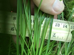 Carex atlantica