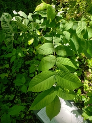Juglans cinerea
