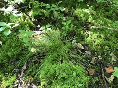 Carex atlantica