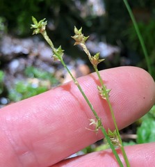 Carex atlantica