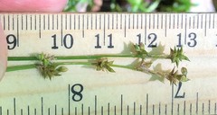 Carex atlantica