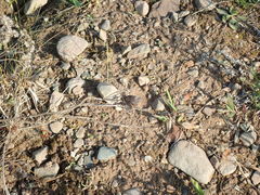 Erynnis icelus image