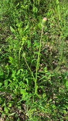 Carduus hamulosus