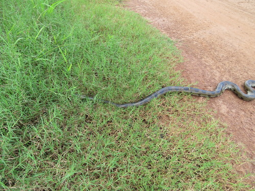Beni Anaconda