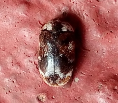 Trogoderma sternale aspericolle