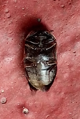 Trogoderma sternale aspericolle