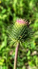 Carduus hamulosus