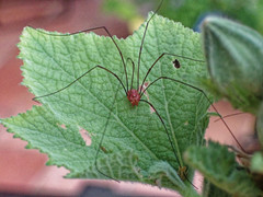 Dasylobus argentatus
