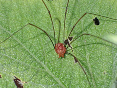 Dasylobus argentatus