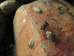 Cellana testudinaria
