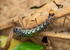 Filodes fulvidorsalis