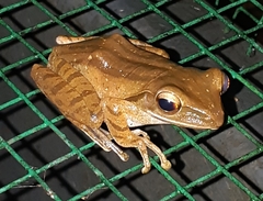 Polypedates leucomystax