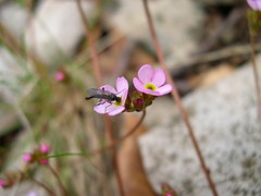 Androsace chaixii