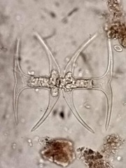 Micrasterias arcuata