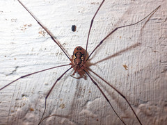 Dasylobus argentatus