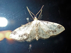 Idaea trigeminata