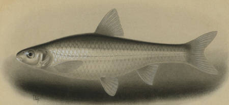 Mississippi Silvery Minnow (Fishes of the Upper Green River, KY