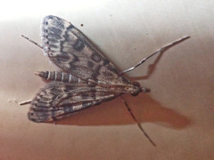 Dolicharthria bruguieralis