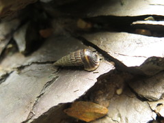 Cerithidea obtusa