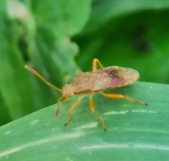 Rhopalus