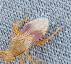 Rhopalus