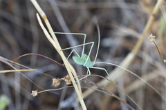 Acrometopa macropoda