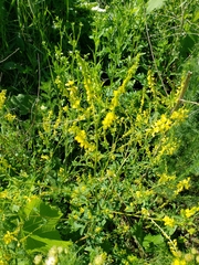 Melilotus officinalis