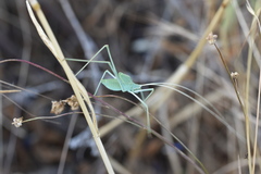 Acrometopa macropoda