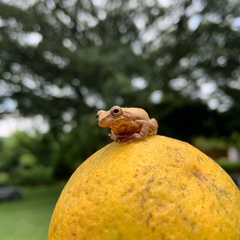 Dendropsophus columbianus