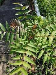 Ailanthus