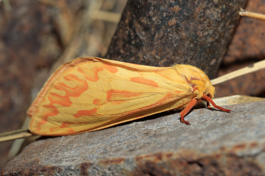 Ghost Moths and Swift Moths
