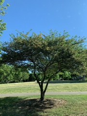 Crataegus macrosperma