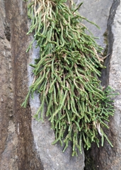 Selaginella sanguinolenta
