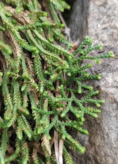 Selaginella sanguinolenta