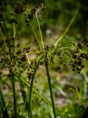 Scirpus expansus
