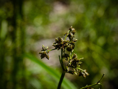 Scirpus expansus