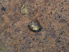 Cellana testudinaria