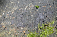 Biscogniauxia nummularia