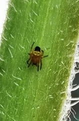 Araneus