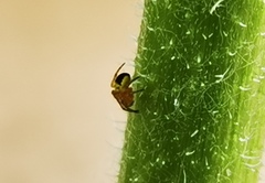 Araneus