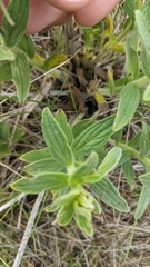 Lithospermum occidentale