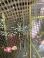 Aeshna canadensis