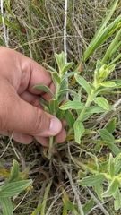 Lithospermum occidentale