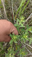 Lithospermum occidentale
