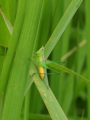 Conocephalus cognatus