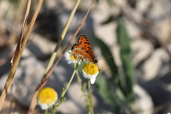 Melitaea trivia