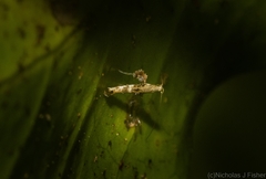 Cyphosticha panconita