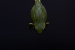Hyla flaviventris
